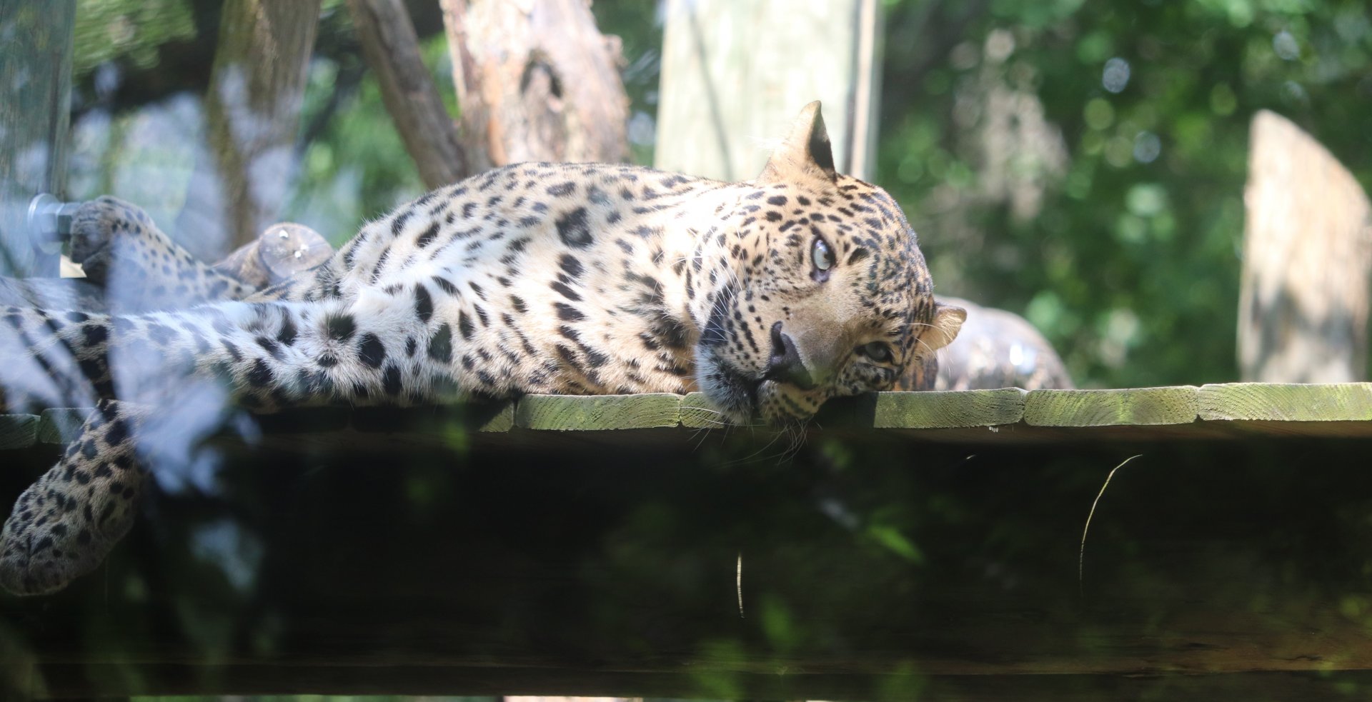 Congo Expedition - Leopard