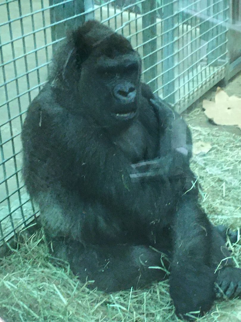 Congo Expedition - Lowland Gorilla