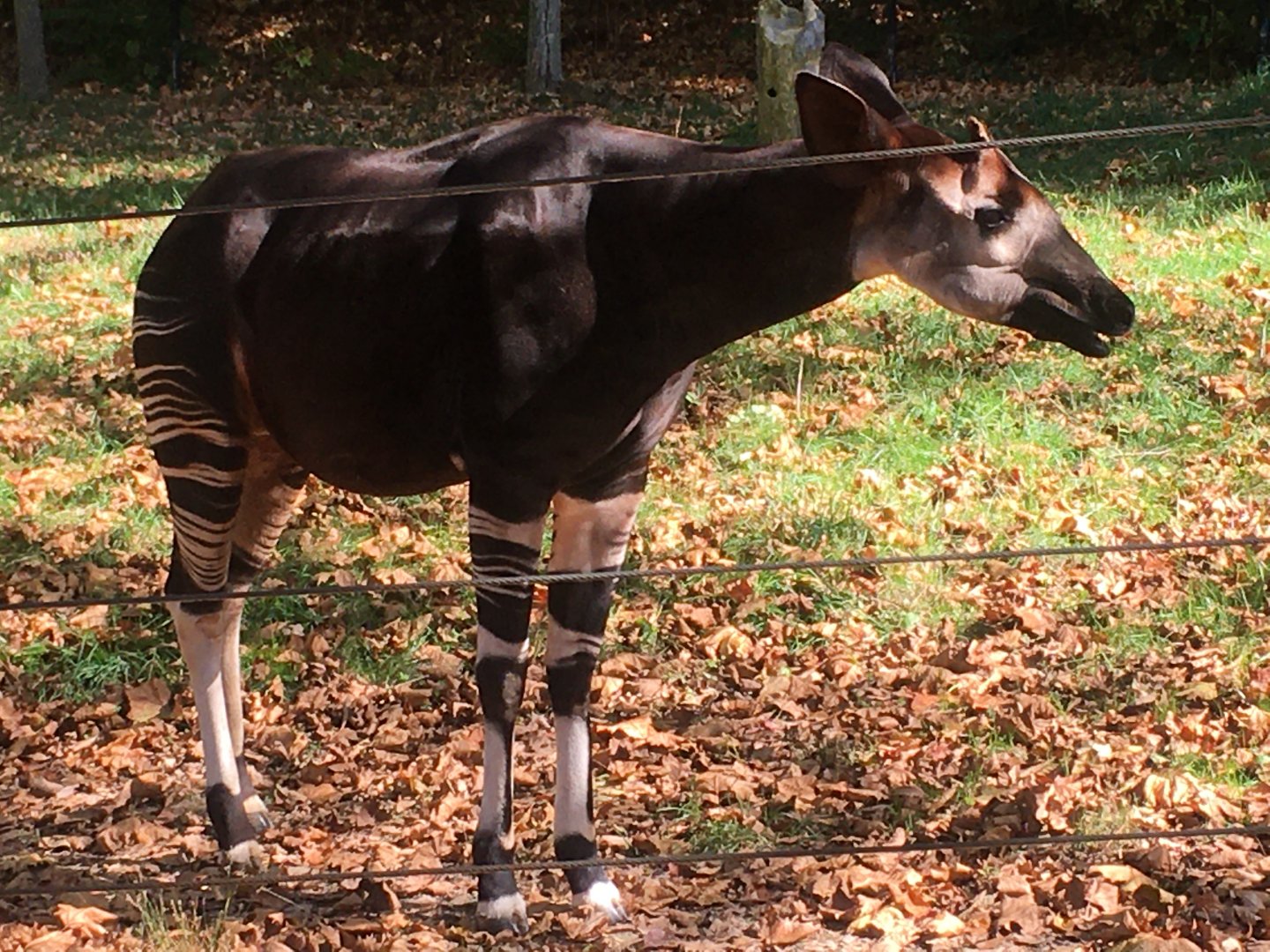 Congo Expedition - Okapi