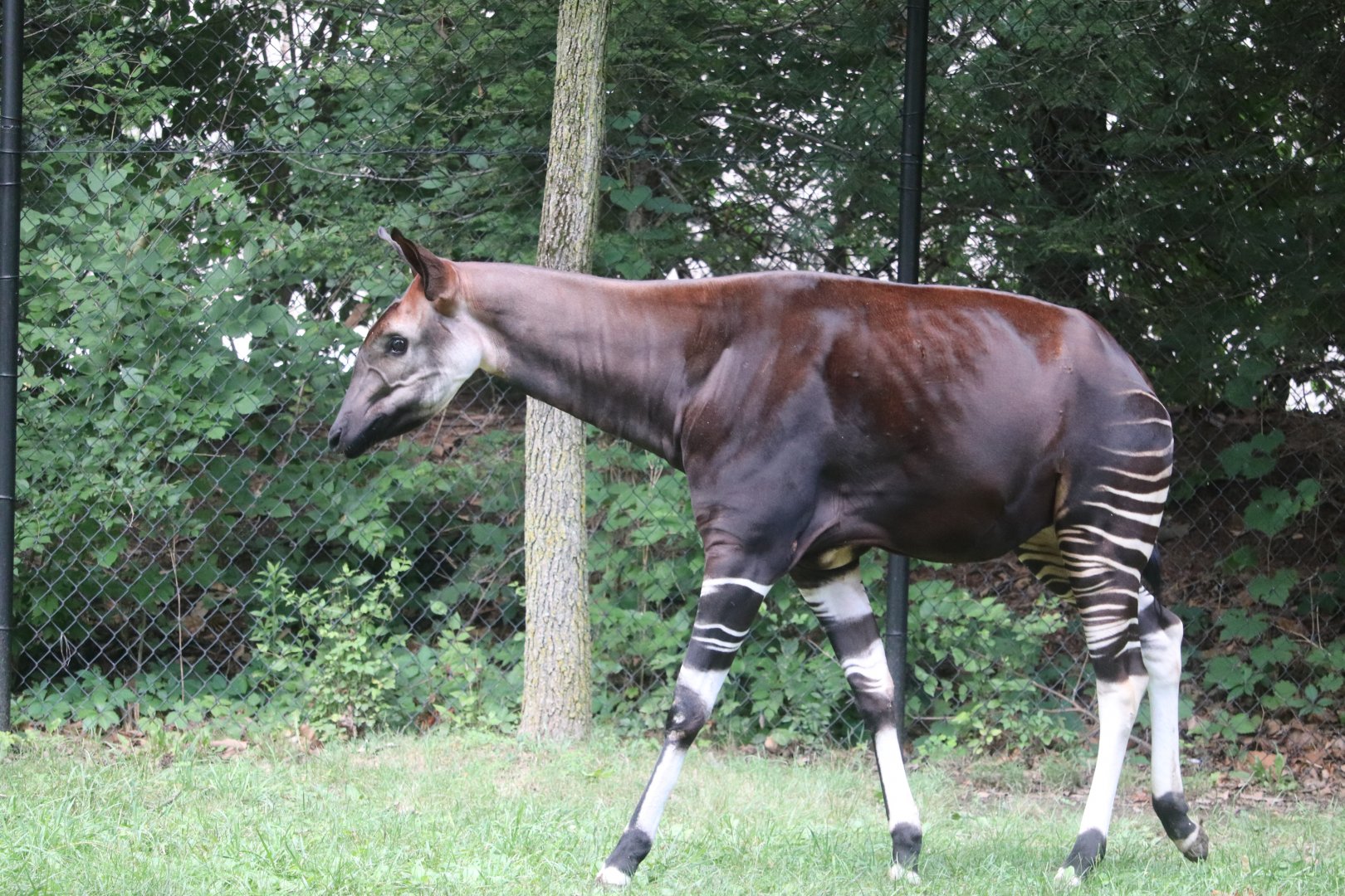 Congo Expedition - Okapi