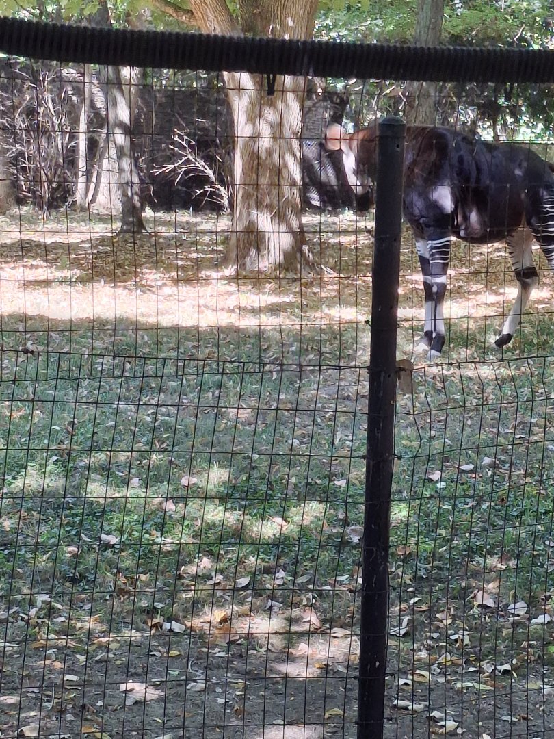 Congo Expedition- Okapi