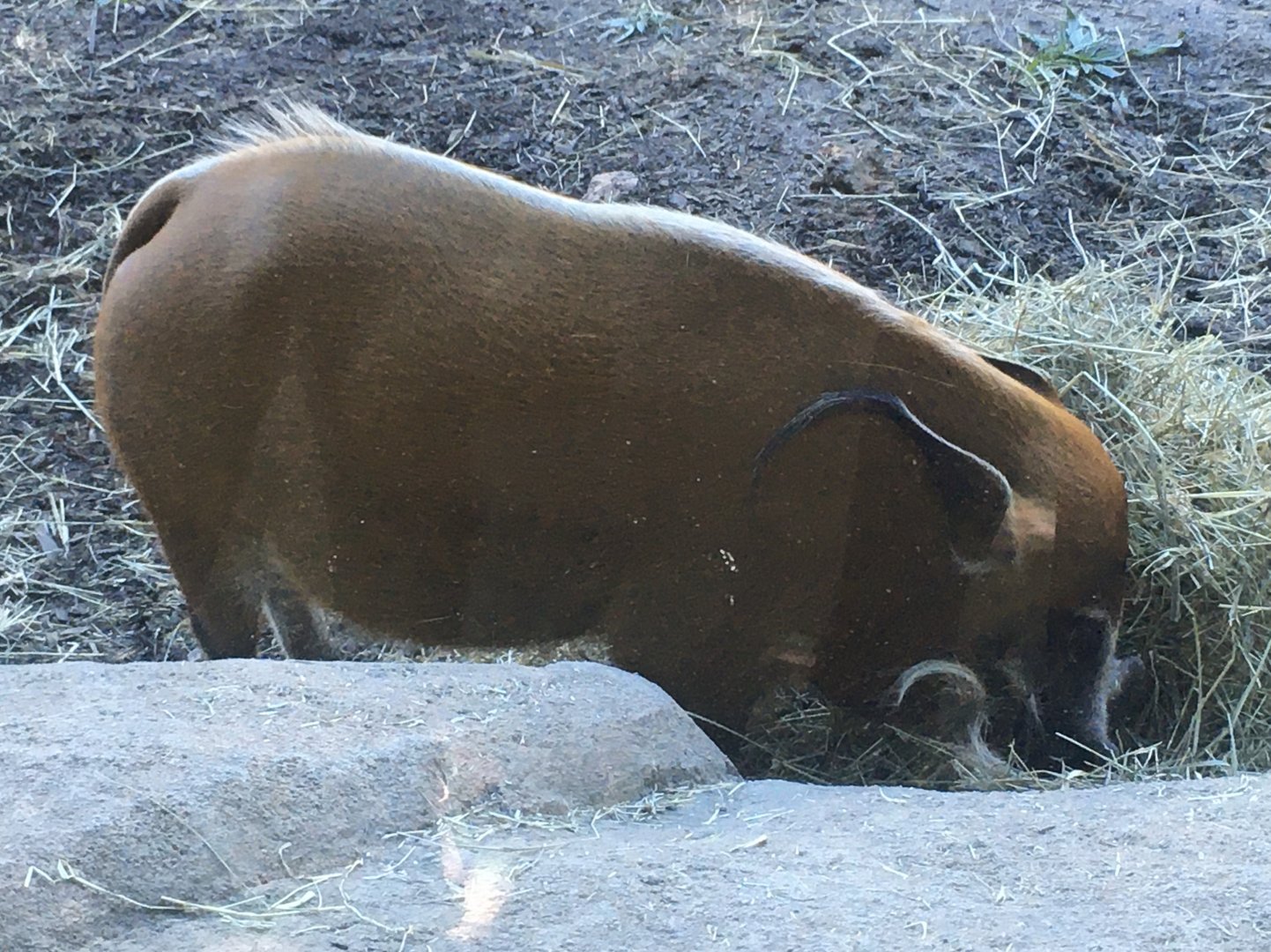 Congo Expedition - Red River Hog