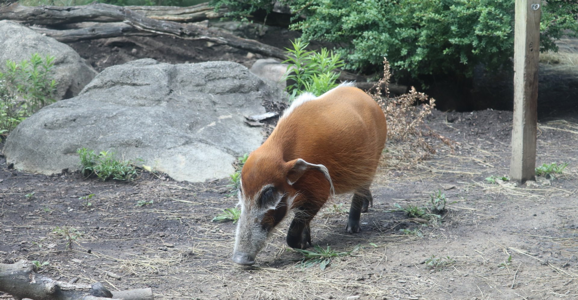 Congo Expedition - Red River Hog