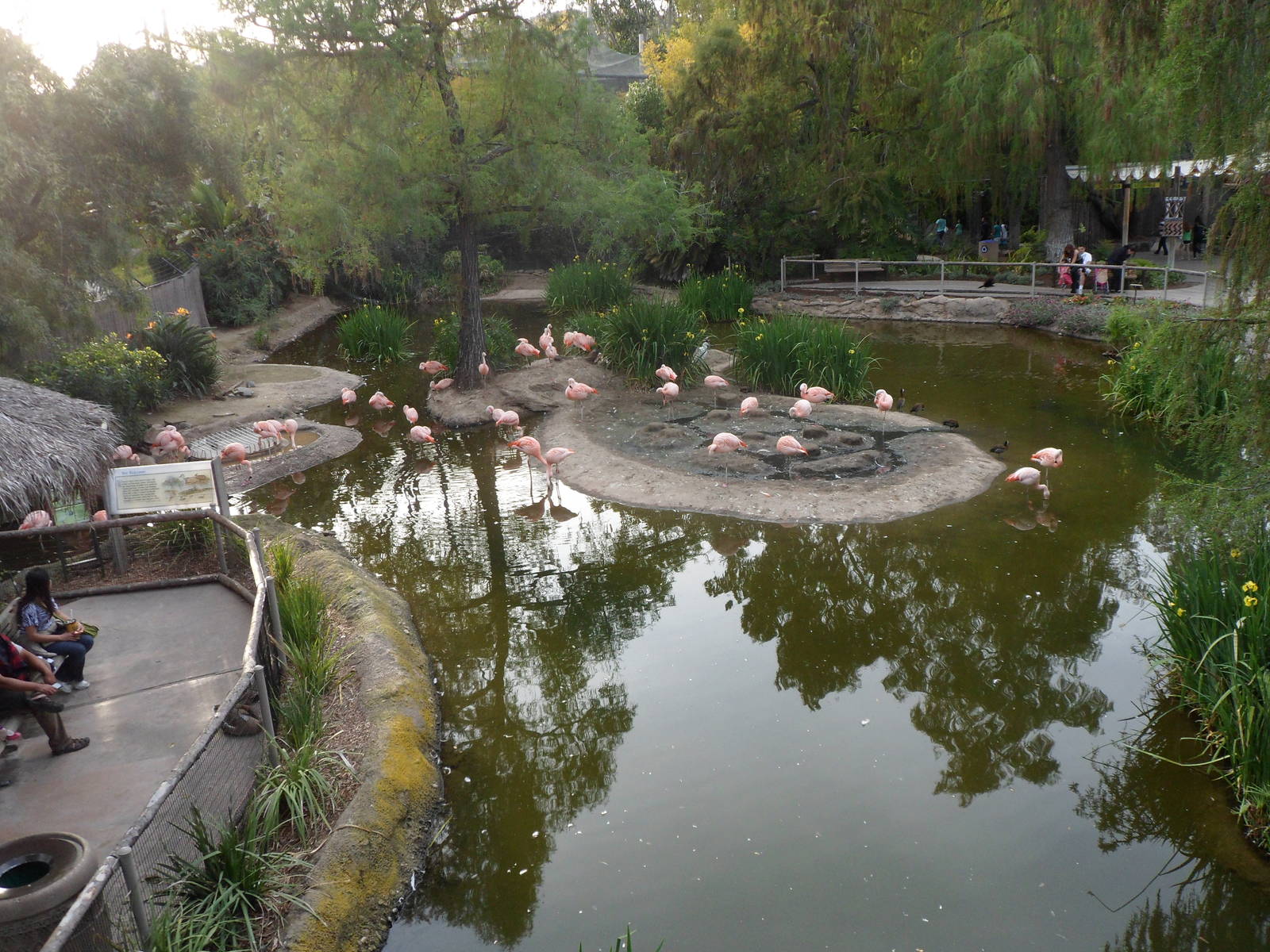 Congo Fishing Village Chilean Flamingo