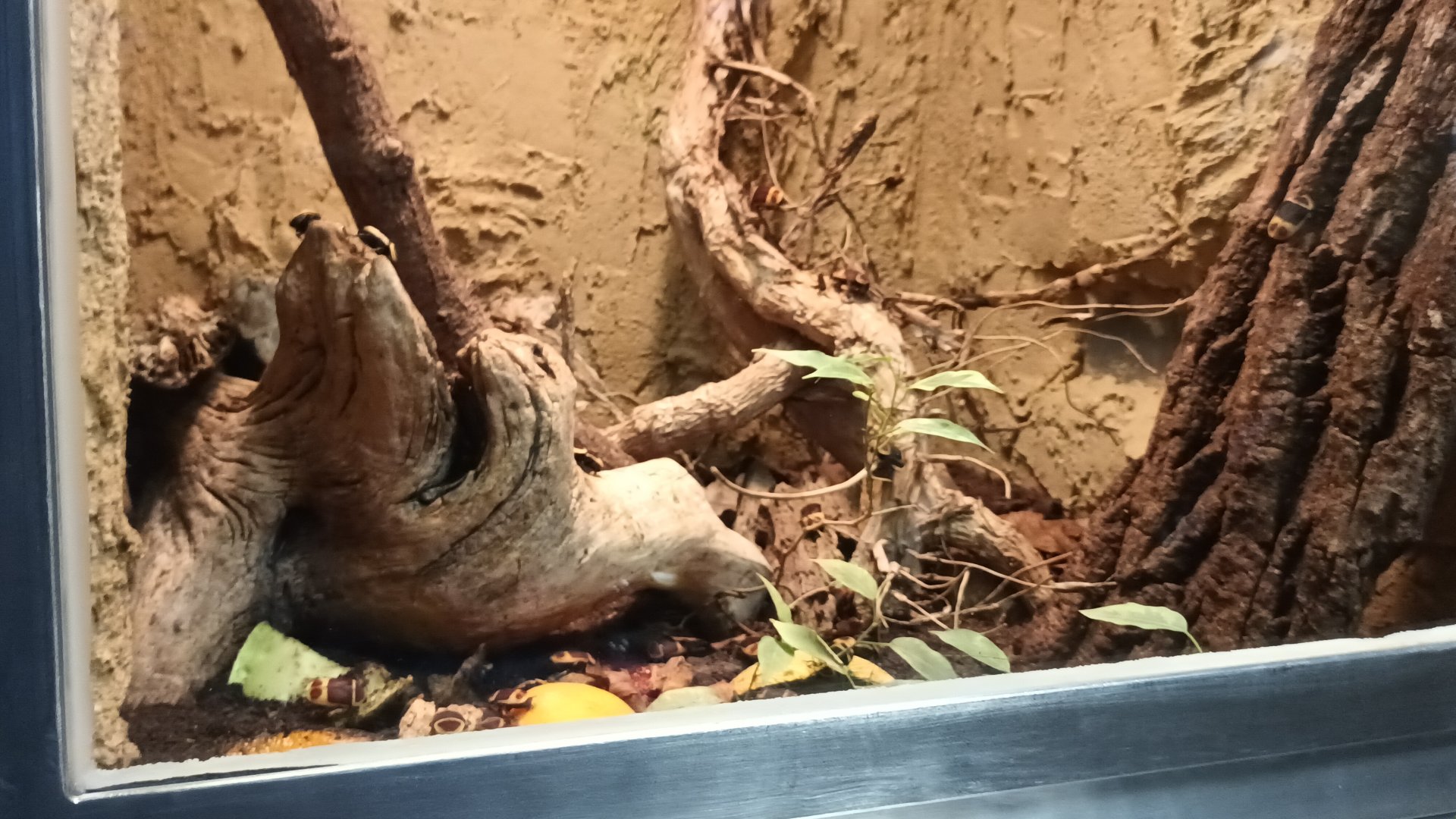 Congo flower Beetle Habitat