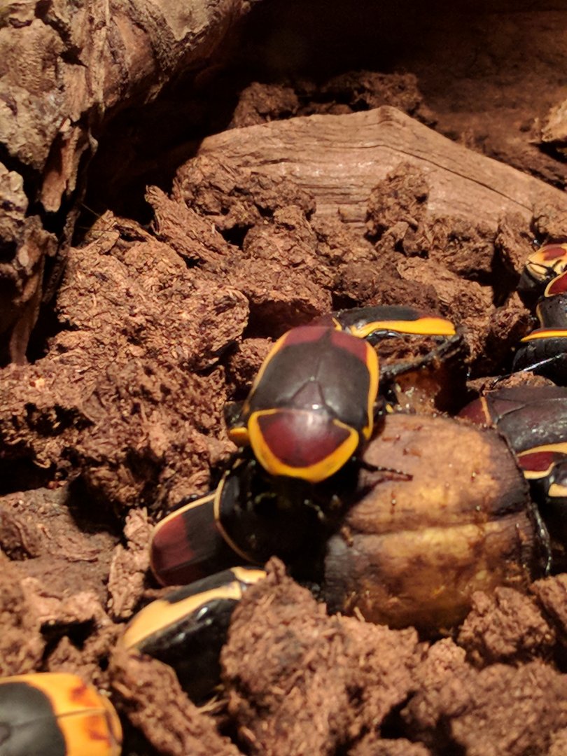 Congo Flower Beetle Zoo Praha 2018