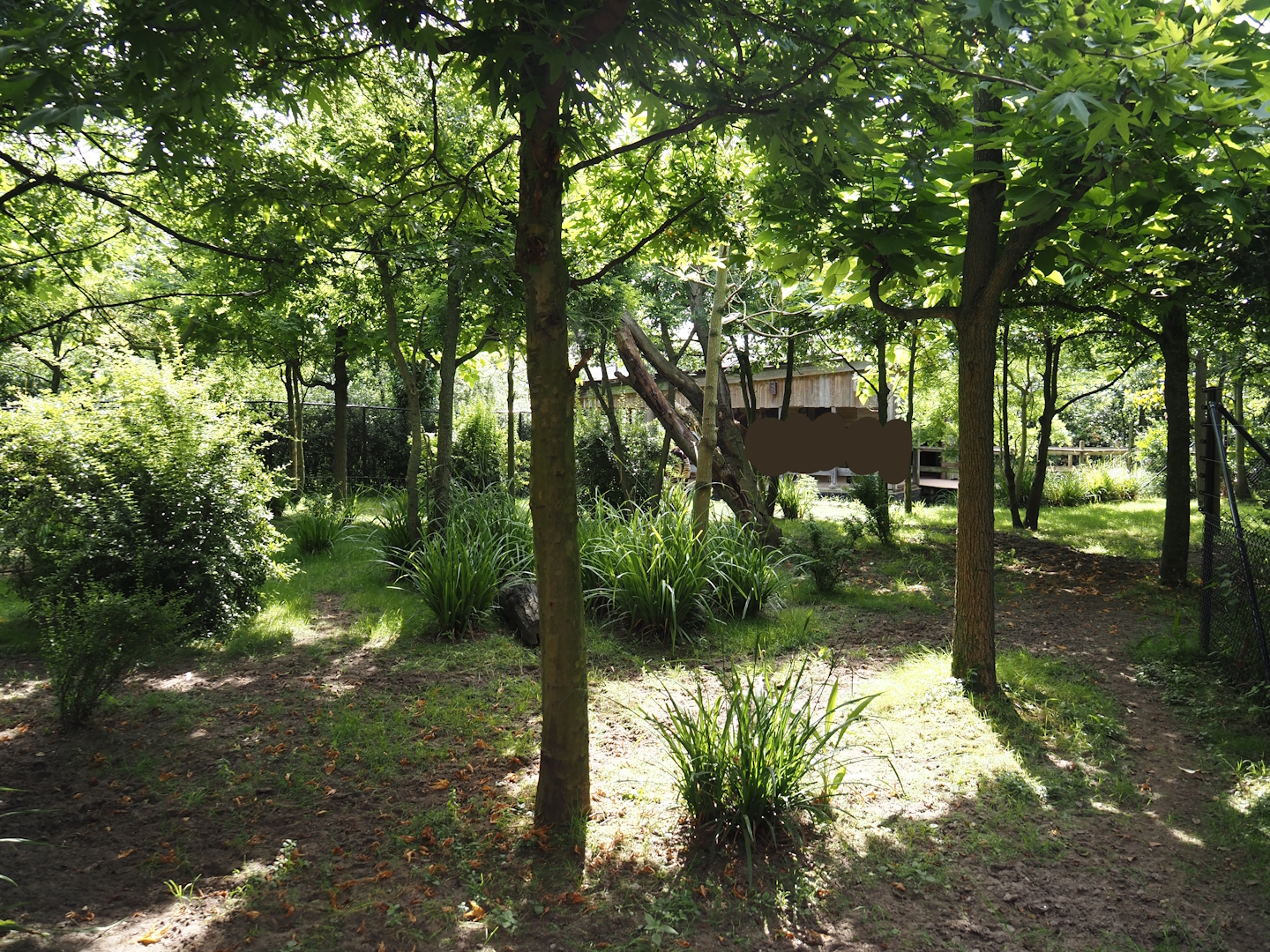 Congo Forest aviary - First okapi paddock, 2024-06-30