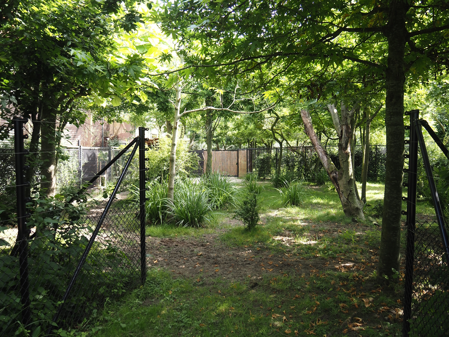 Congo Forest aviary - First okapi paddock, 2024-06-30
