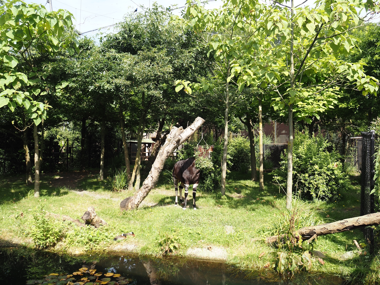 Congo Forest aviary - First okapi paddock, 2024-06-30