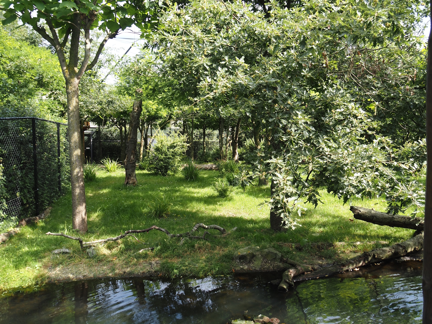 Congo Forest aviary - Second okapi paddock, 2024-06-30