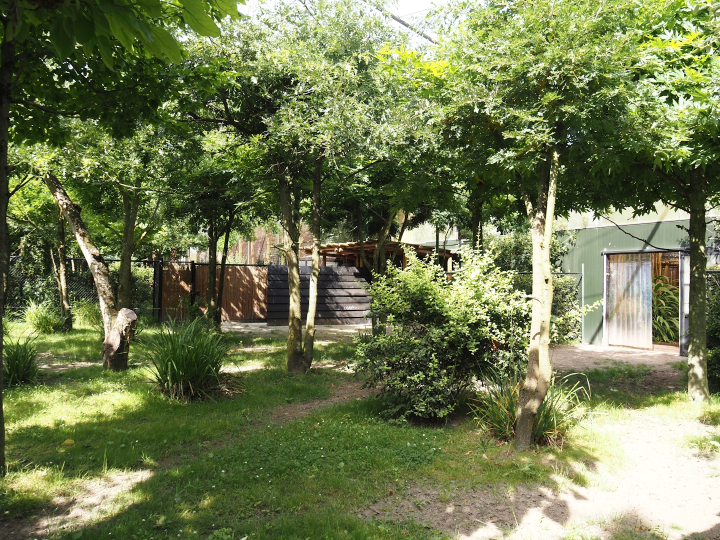 Congo Forest aviary - Second okapi paddock, 2024-06-30