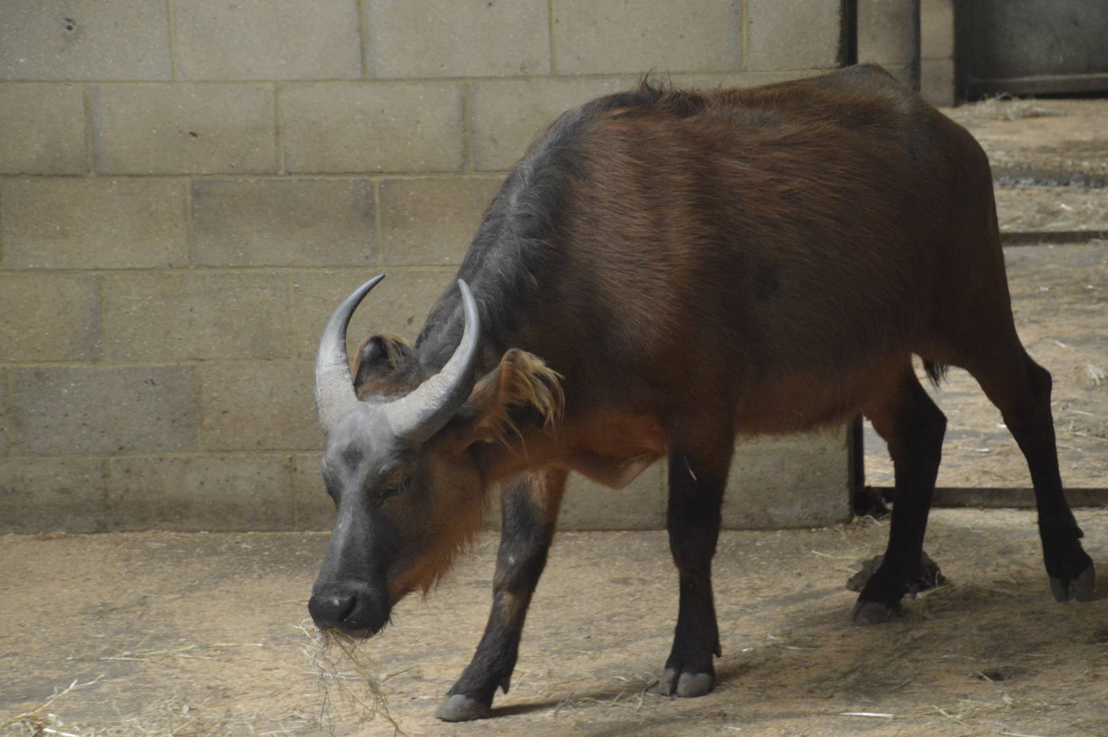 Congo Forest Buffalo 090716