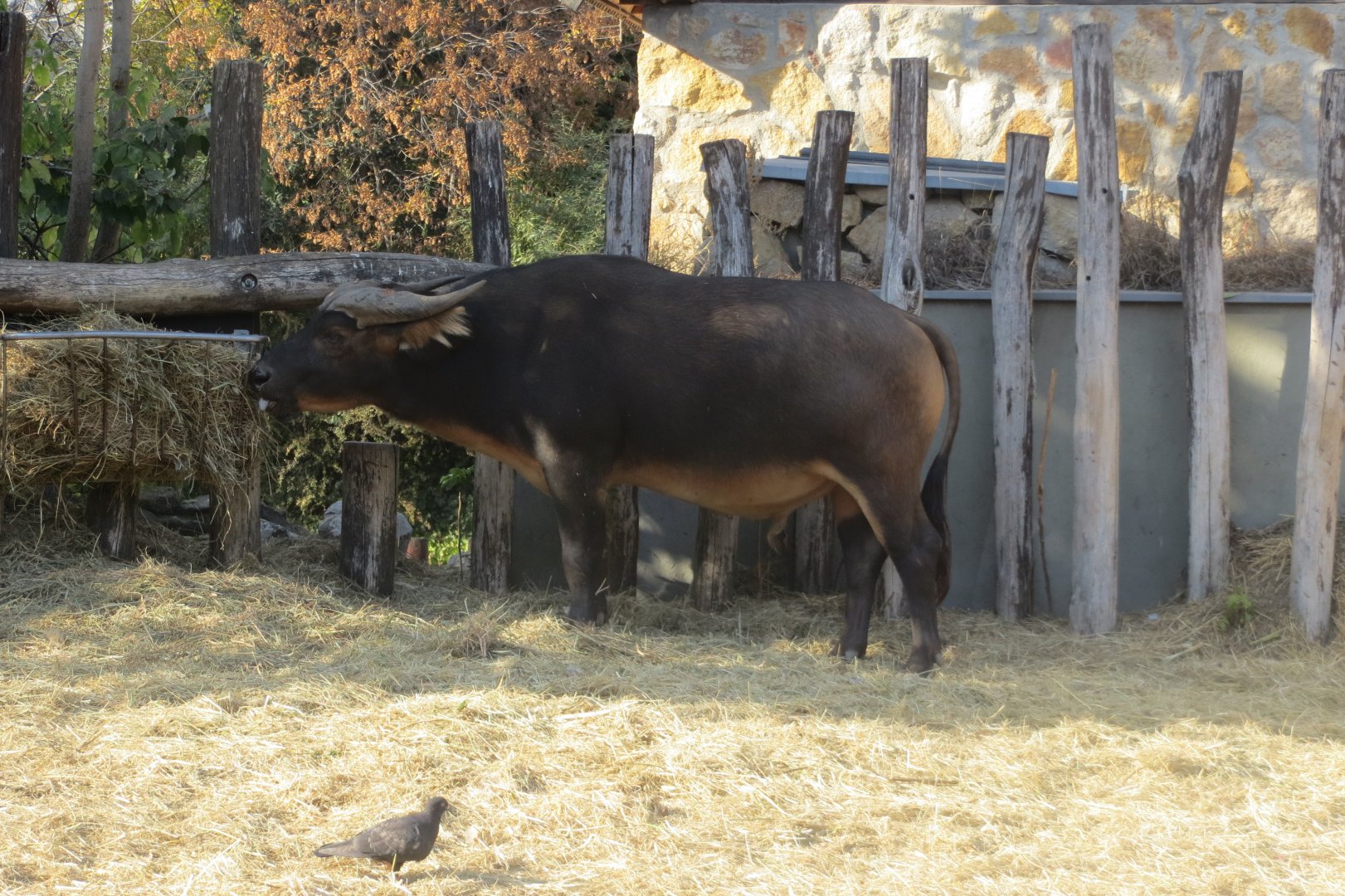Congo forest buffalo 171018