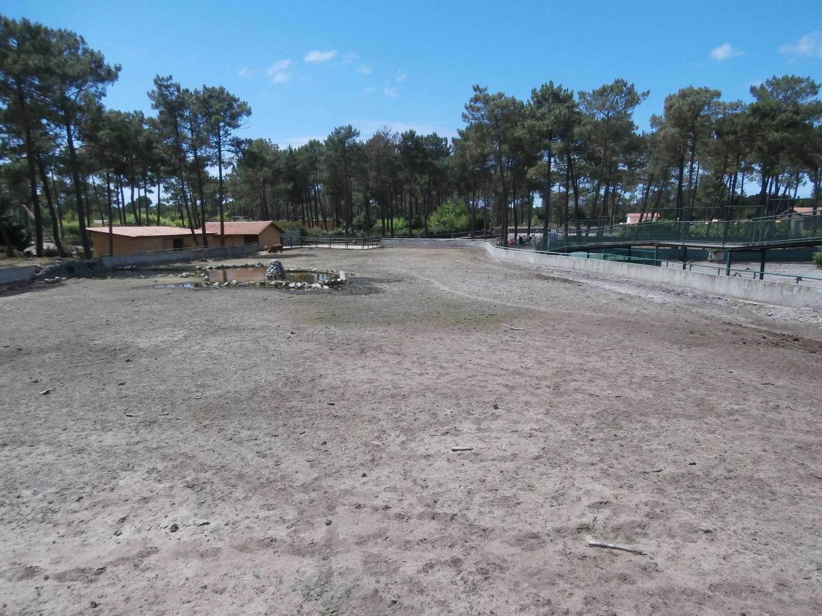 Congo forest buffalo enclosure