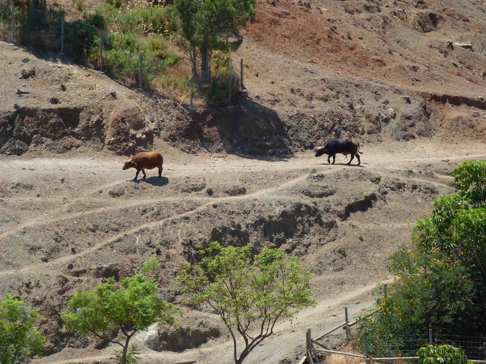 Congo forest buffalo, July 2013.