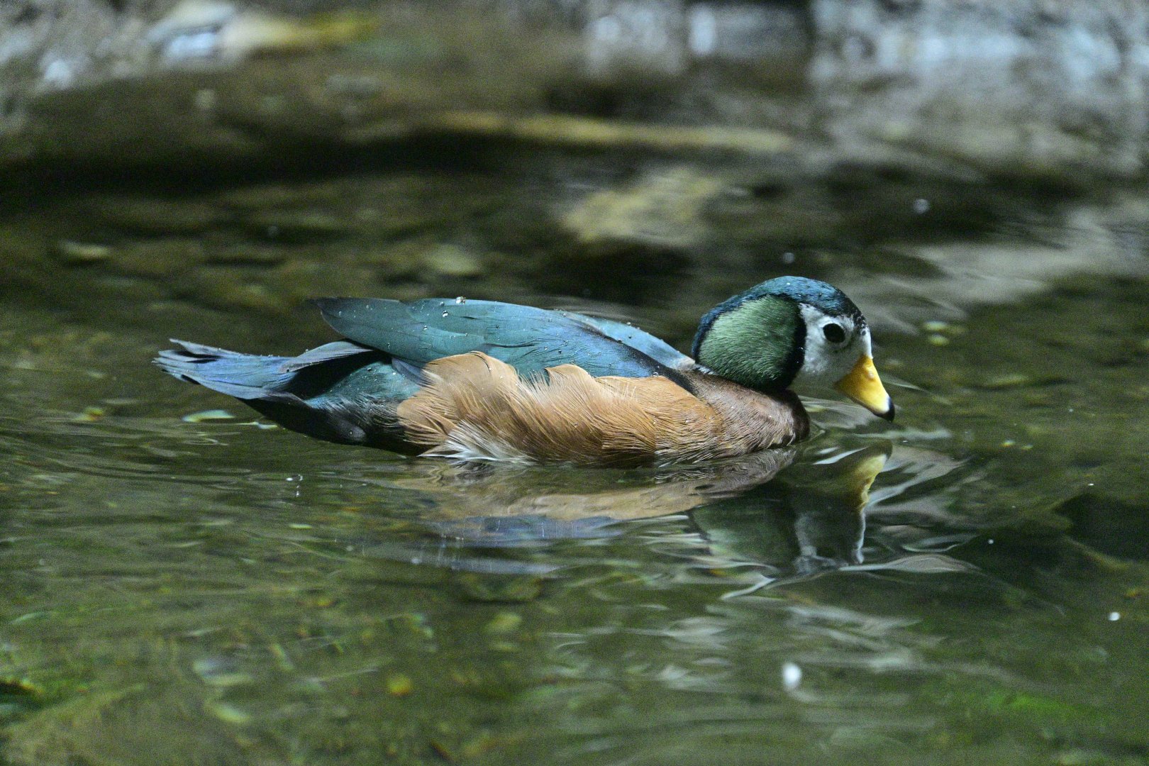 Congo Gorilla Forest - African Pygmy-Goose (Nettapus auritus)