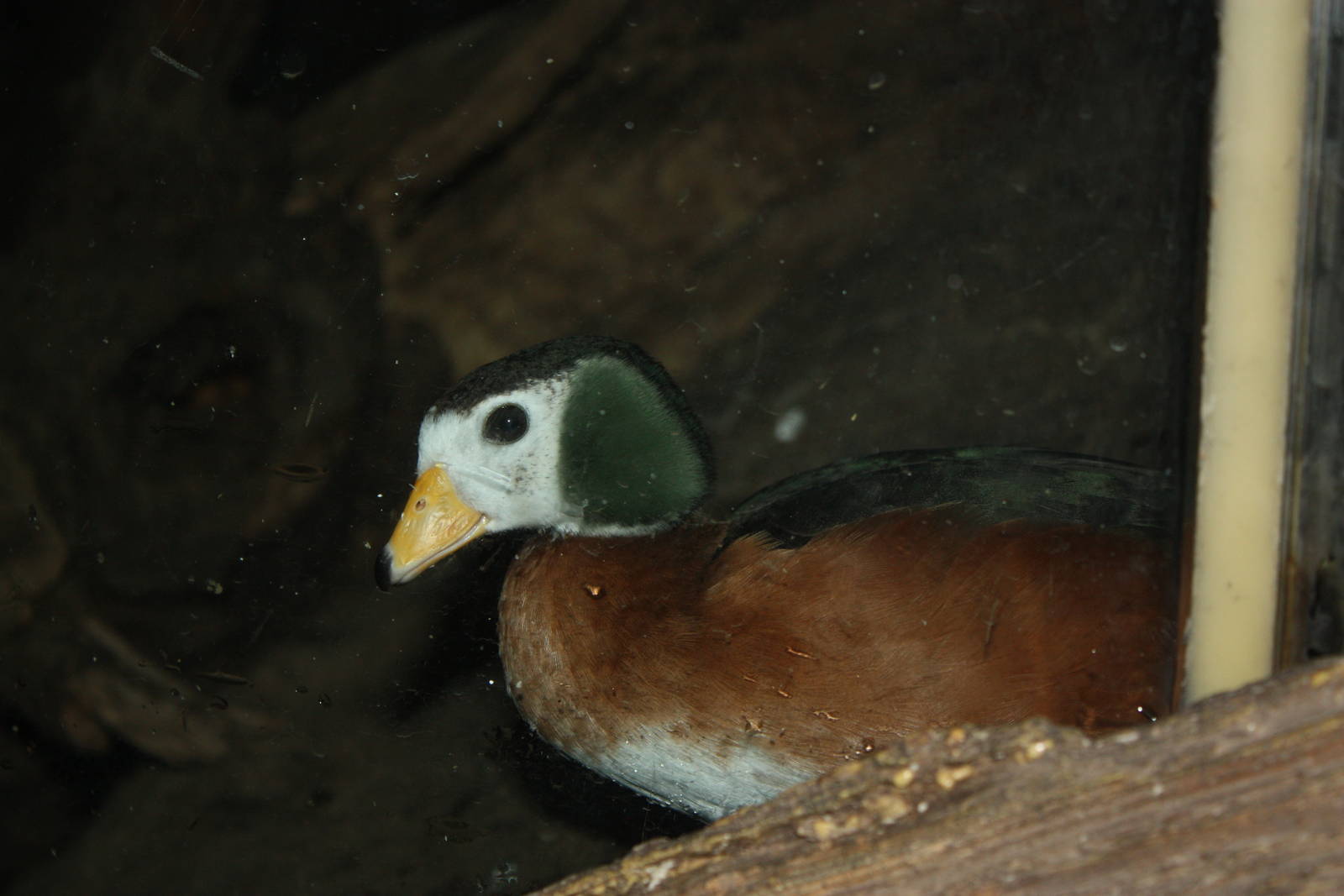 Congo Gorilla Forest- African Pygmy Goose