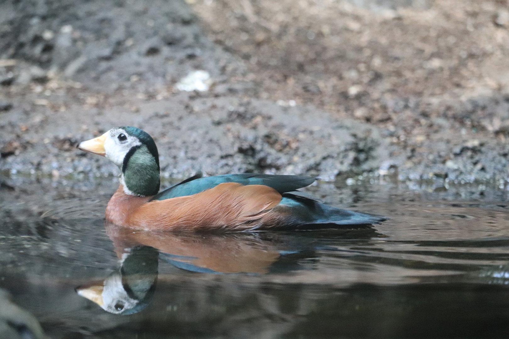 Congo Gorilla Forest - African Pygmy Goose