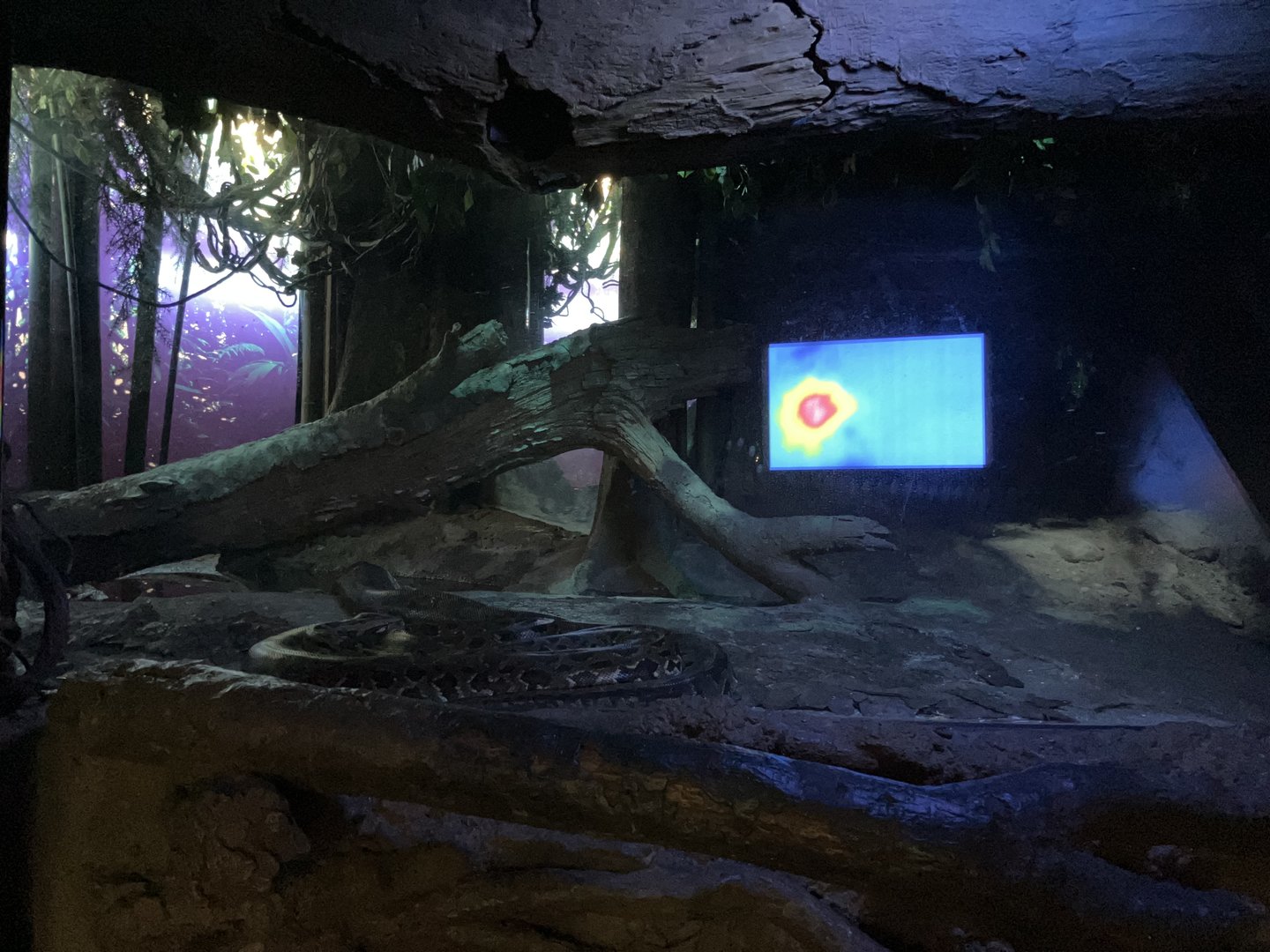 Congo Gorilla Forest - African Rock Python Exhibit