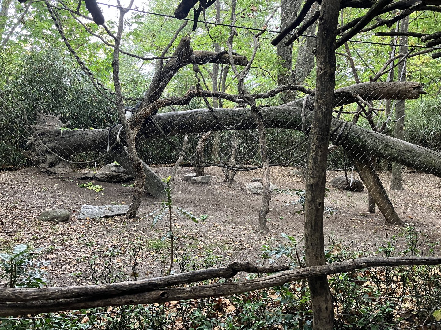 Congo Gorilla Forest - Angolan Colobus Exhibit