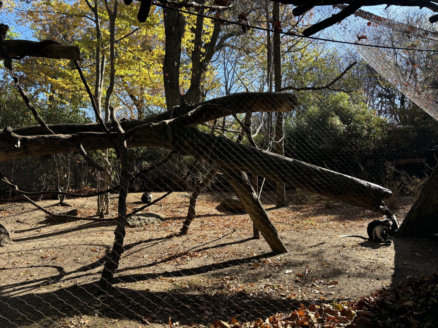 Congo Gorilla Forest- Angolan Colobus Exhibit