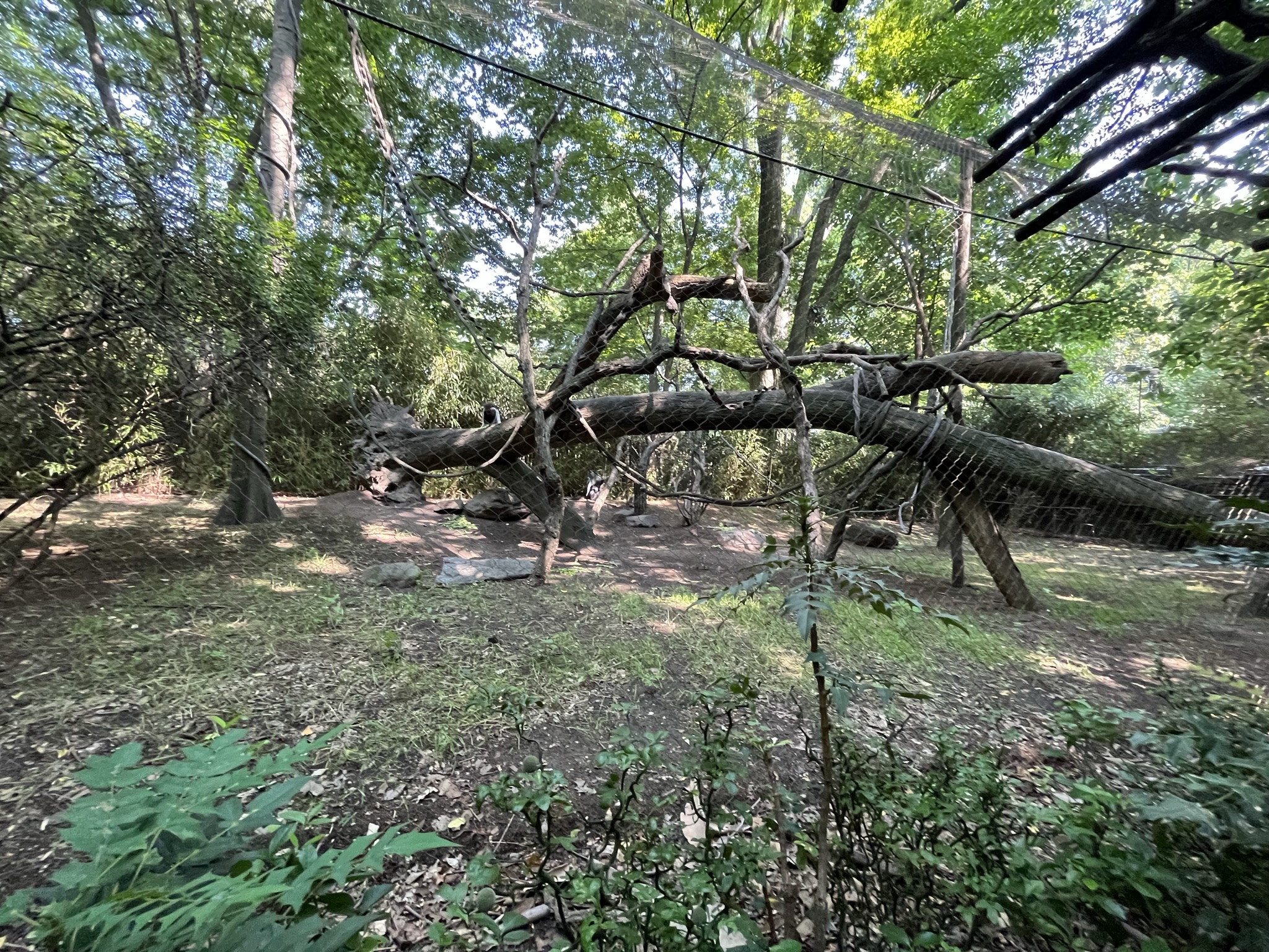 Congo Gorilla Forest, Angolan Colobus monkey exhibit