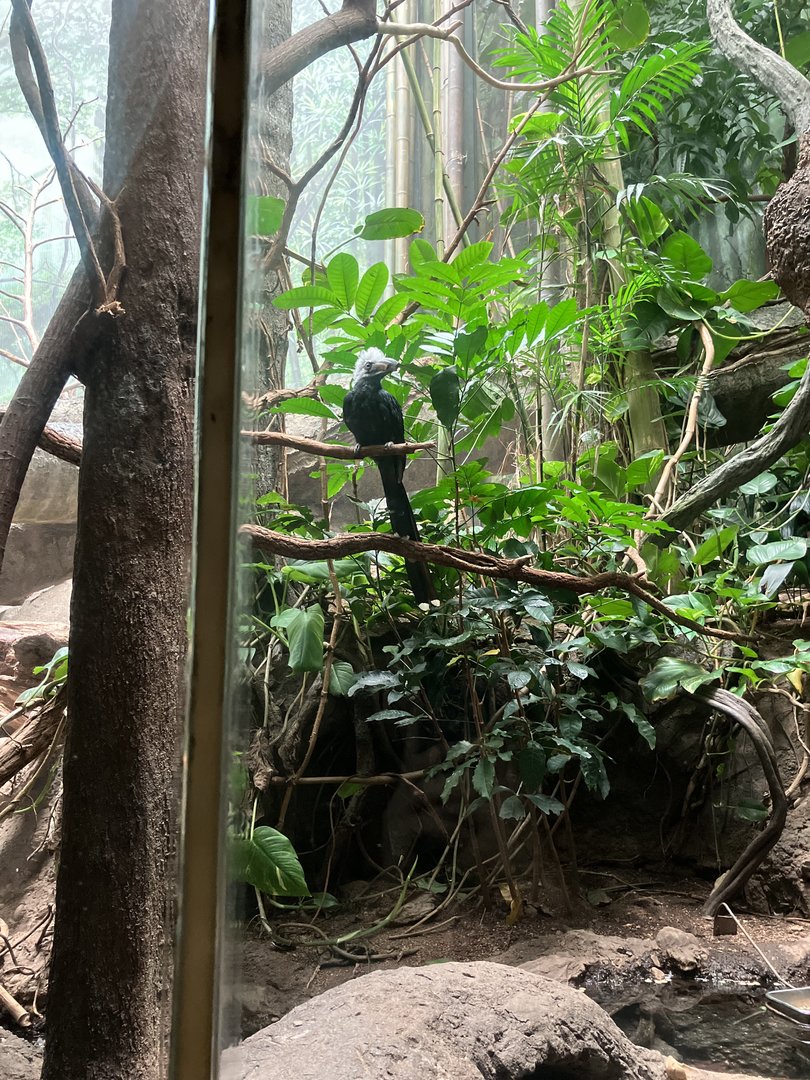 Congo Gorilla Forest - Aviary
