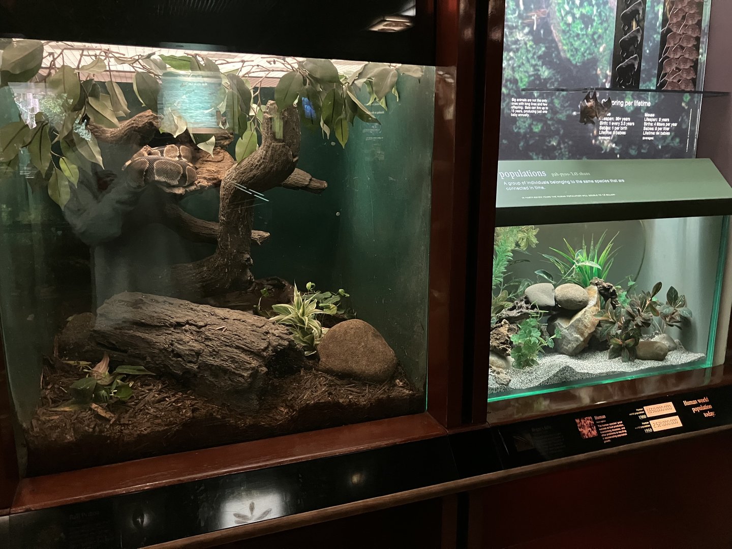 Congo Gorilla Forest - Ball Python + Regan’s Julie Terrariums