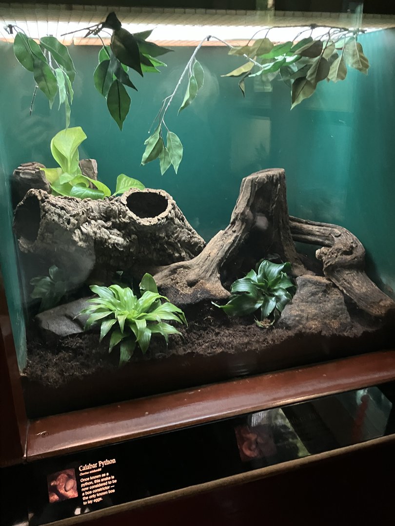 Congo Gorilla Forest - Calabar Python Terrarium