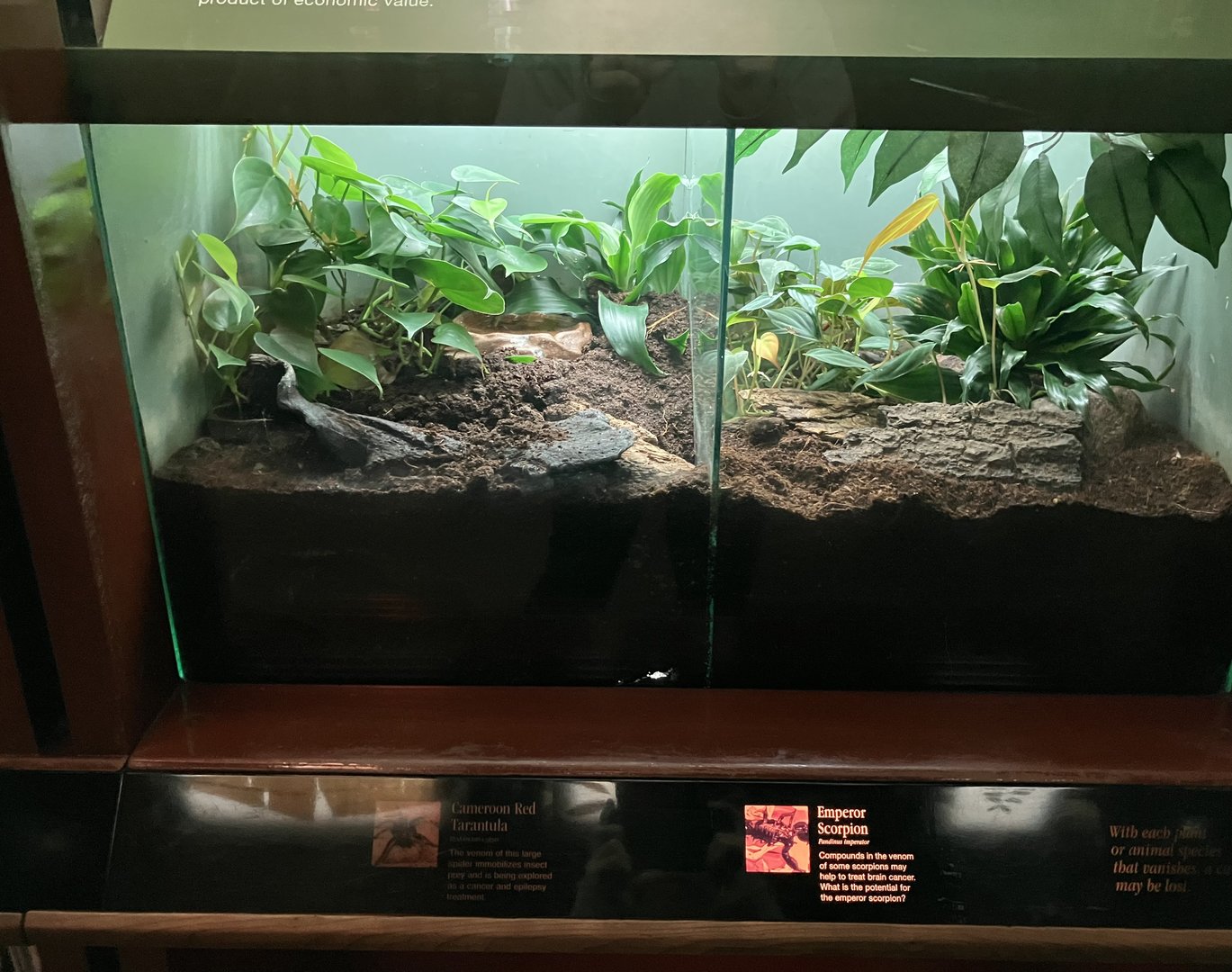 Congo Gorilla Forest - Cameroon Red Tarantula Terrarium