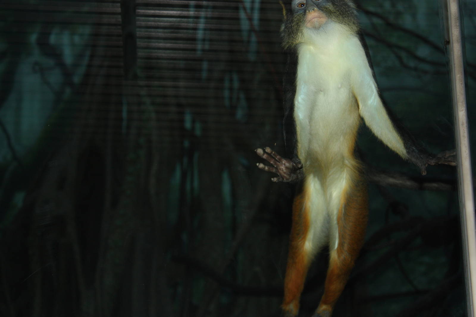 Congo Gorilla Forest- Cheeky Monkey