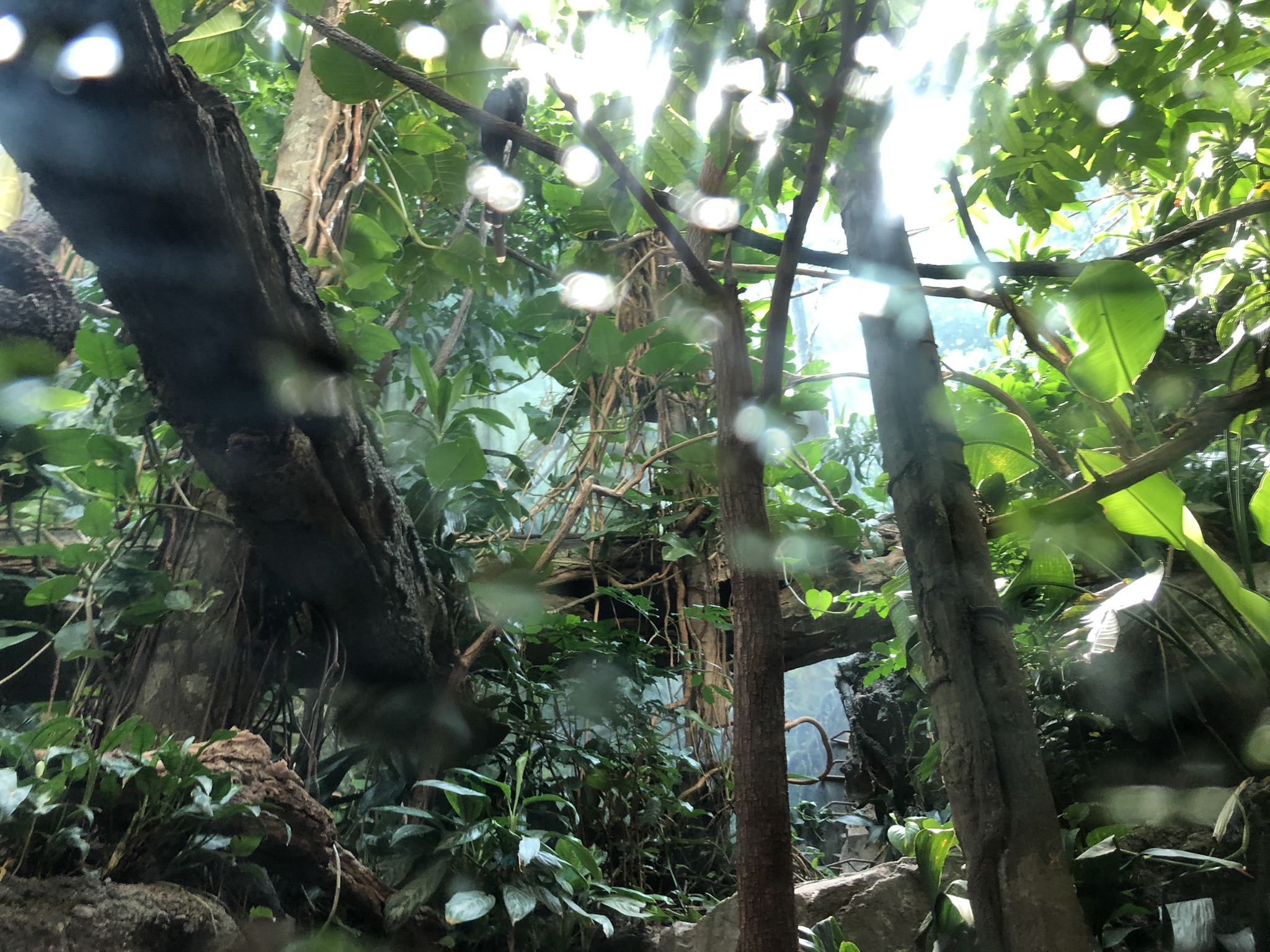 Congo Gorilla Forest, Congo aviary