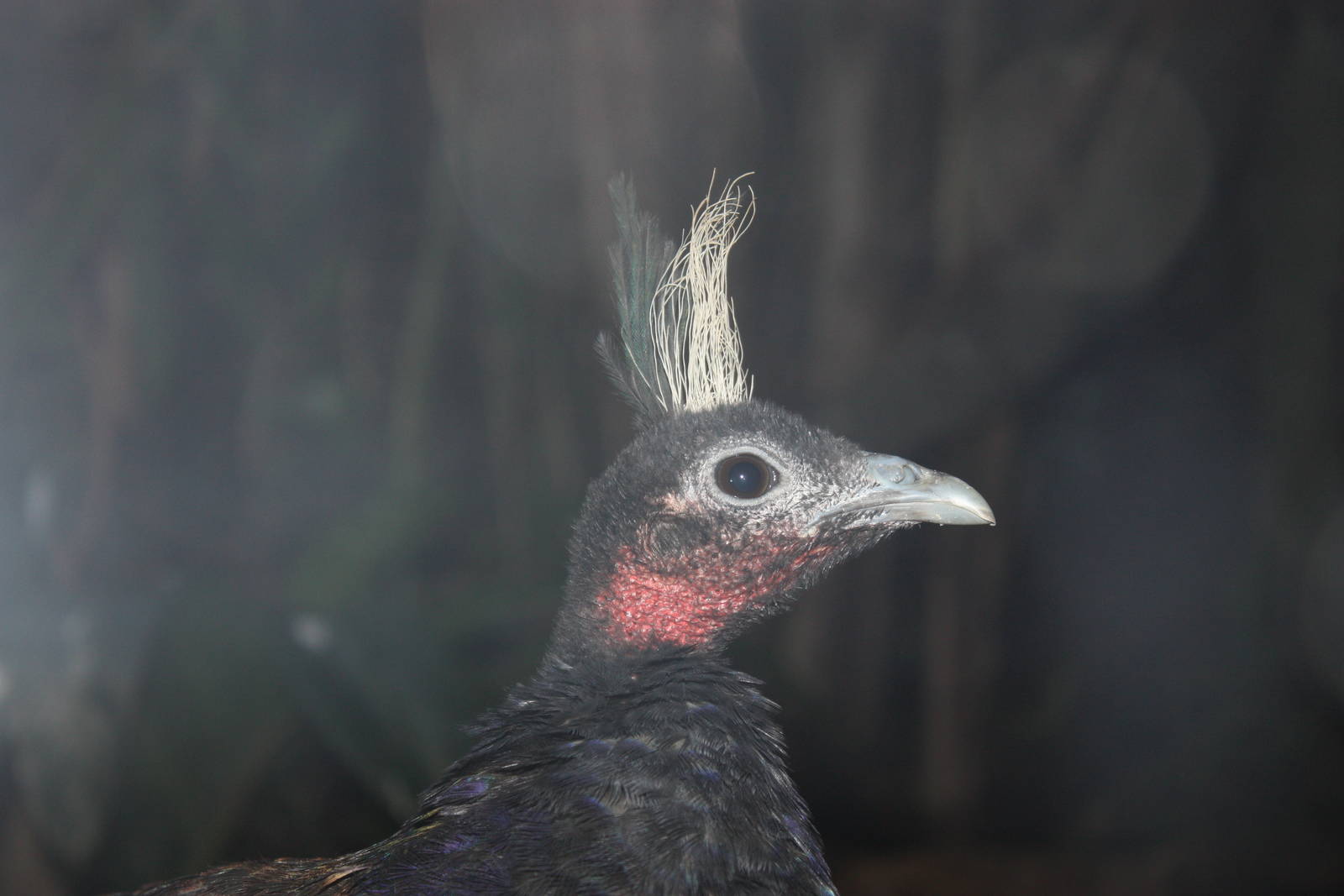 Congo Gorilla Forest- Congo Peafowl