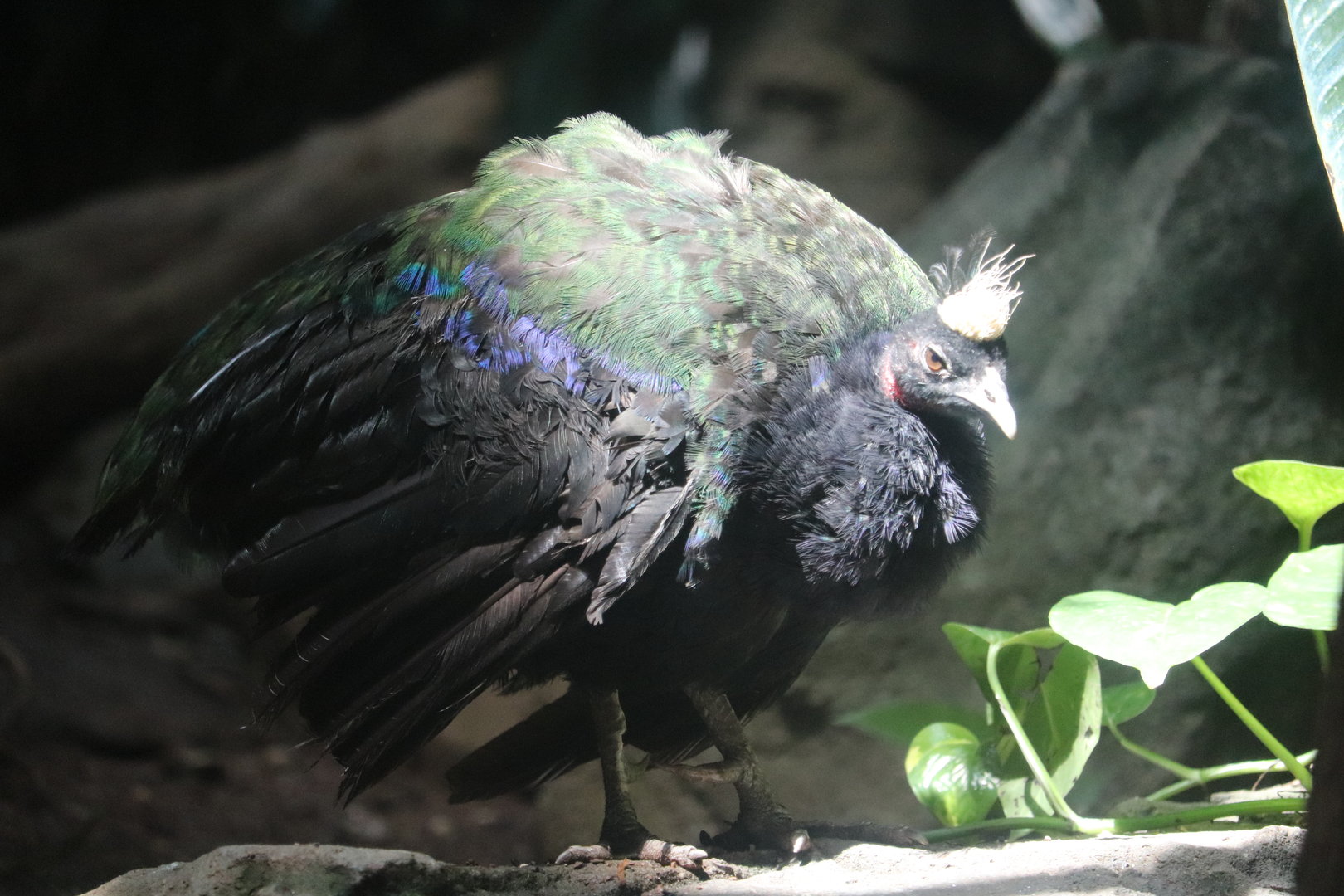 Congo Gorilla Forest - Congo Peafowl