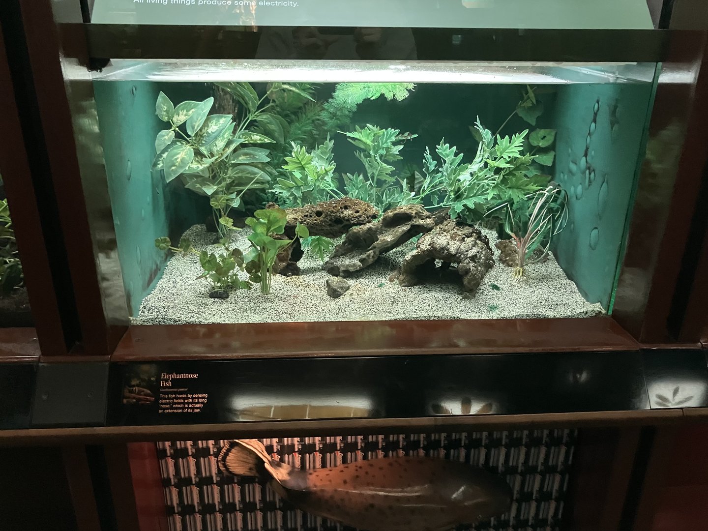 Congo Gorilla Forest - Elephantnose Fish Terrarium