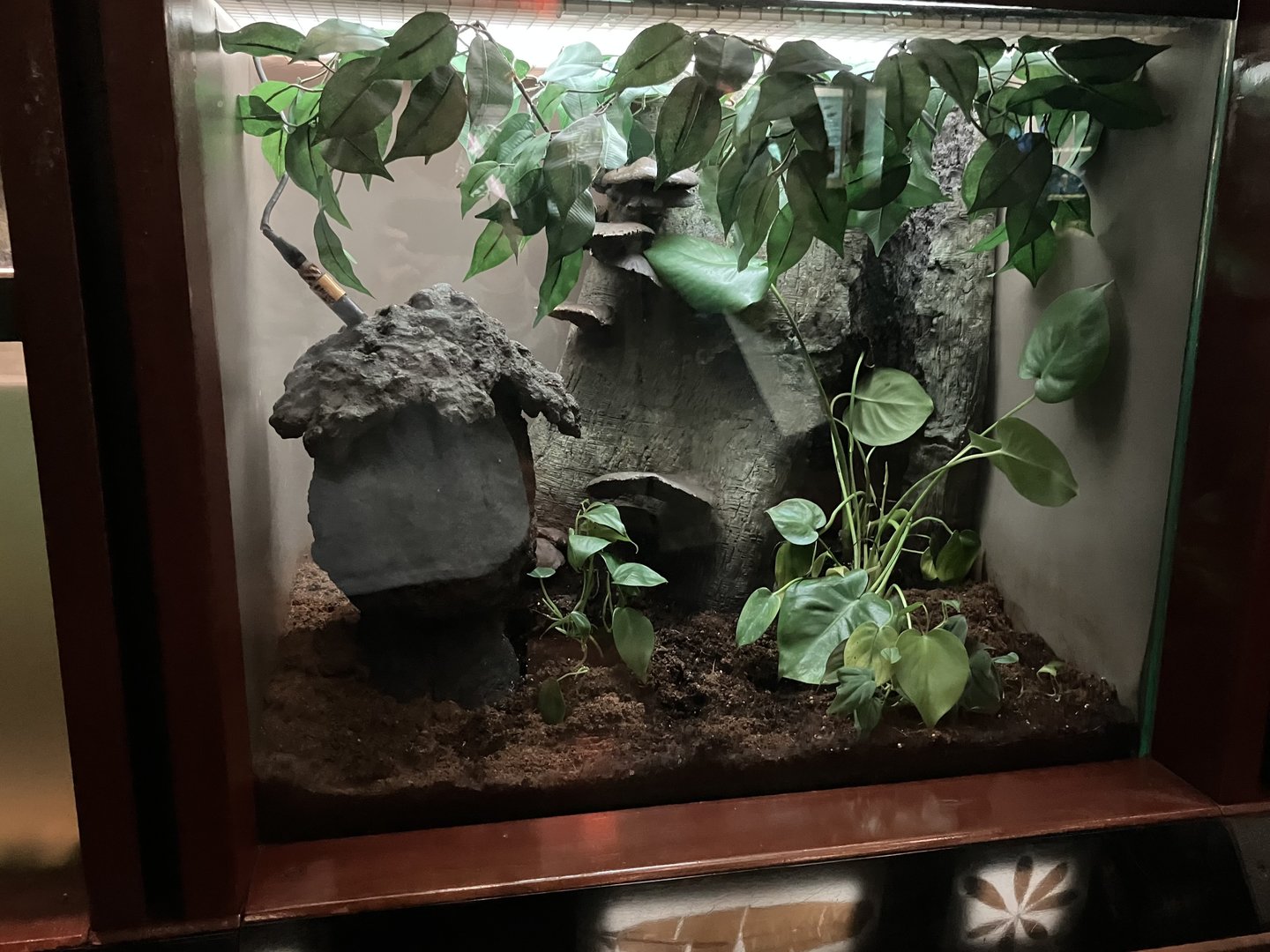 Congo Gorilla Forest - Empty(?) Terrarium