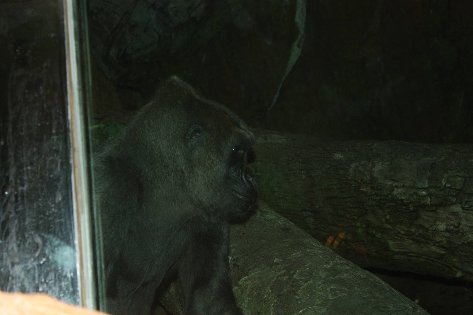 Congo Gorilla Forest- Female Gorilla