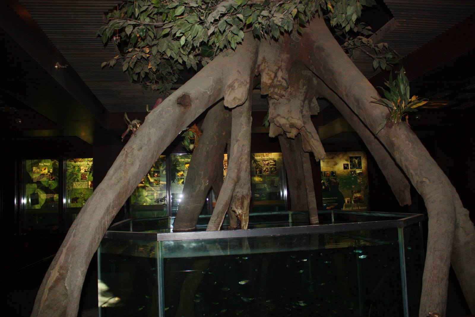 Congo Gorilla Forest- Fish Tank