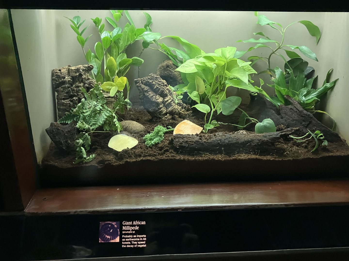 Congo Gorilla Forest - Giant African Millipede Terrarium