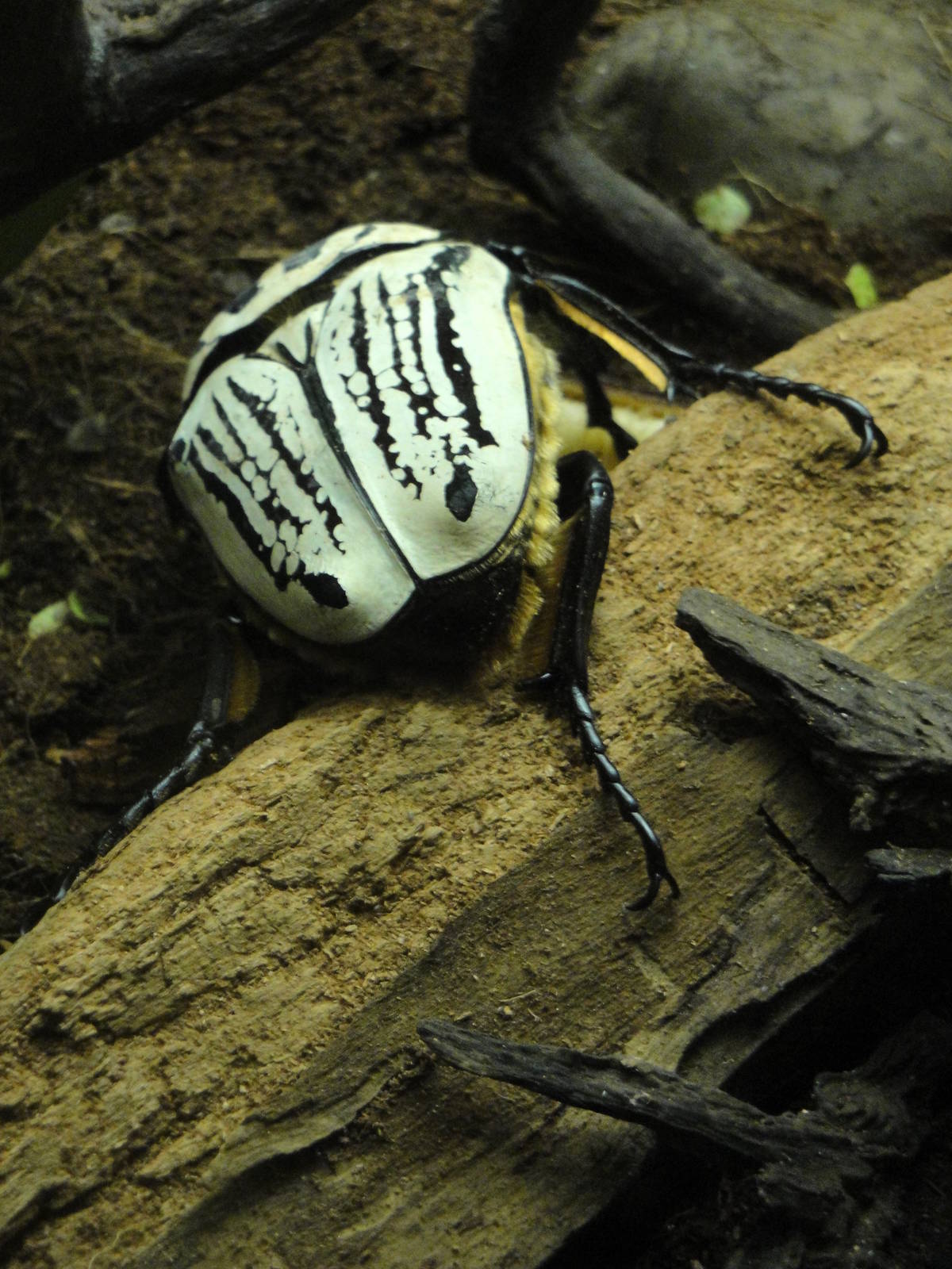 Congo Gorilla Forest - Goliath Beetle