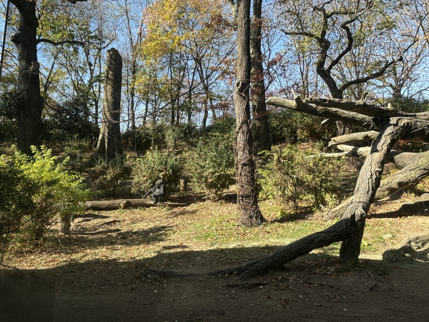 Congo Gorilla Forest- Gorilla Exhibit