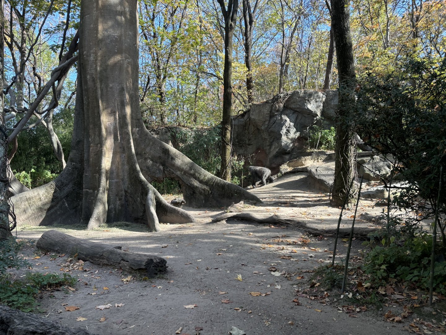 Congo Gorilla Forest- Gorilla Exhibit