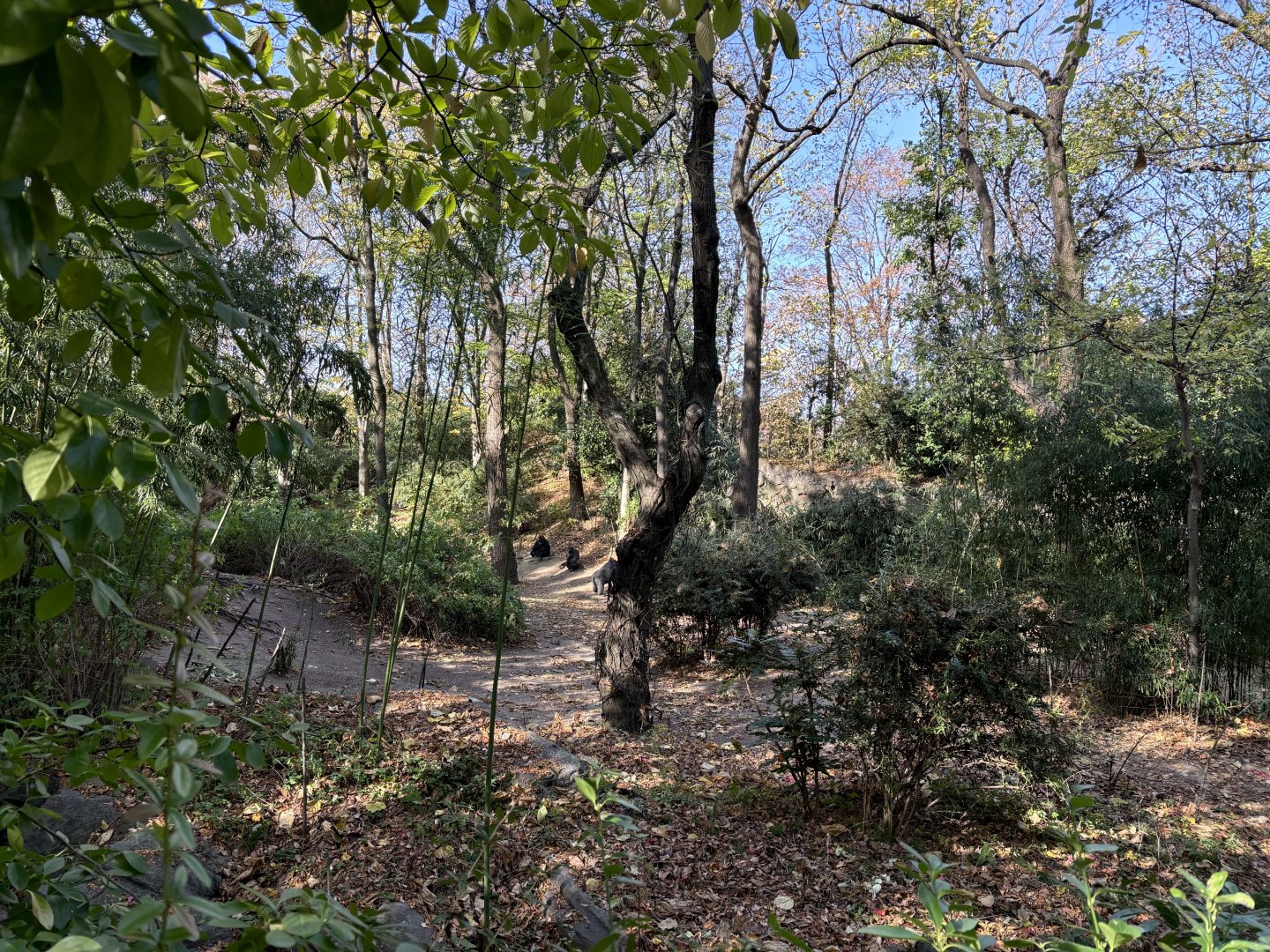 Congo Gorilla Forest- Gorilla Exhibit