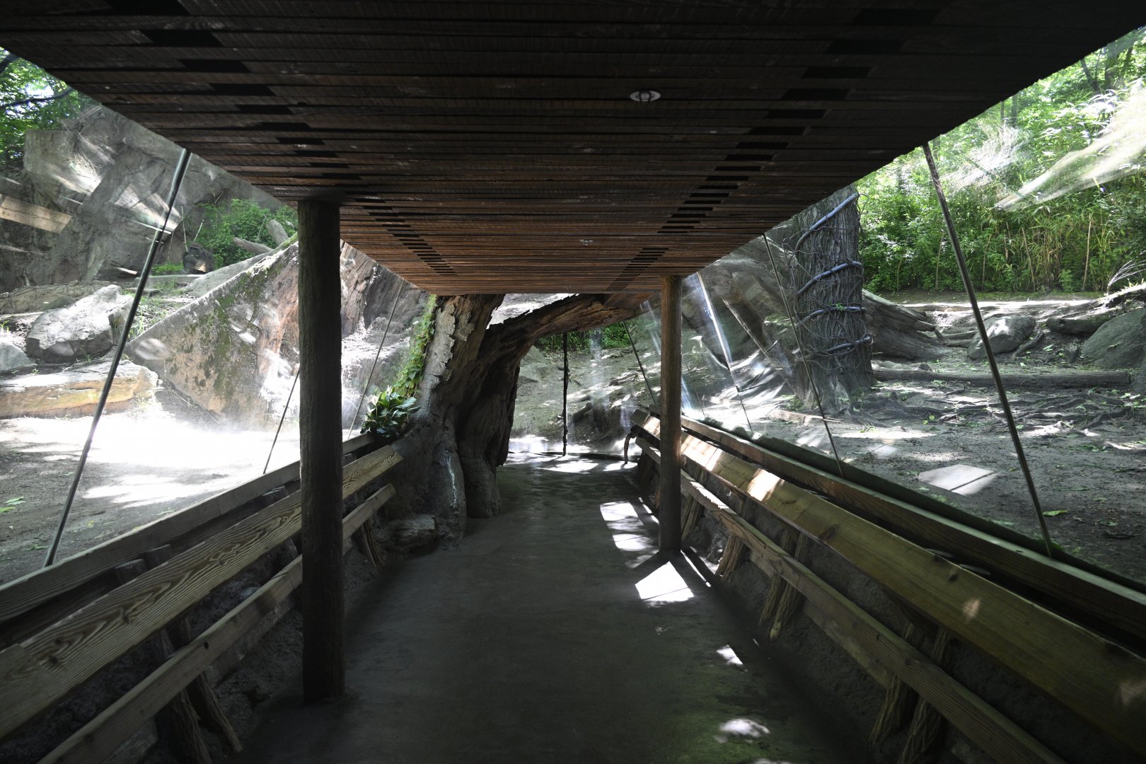 Congo Gorilla Forest - Gorilla Viewing Tunnel