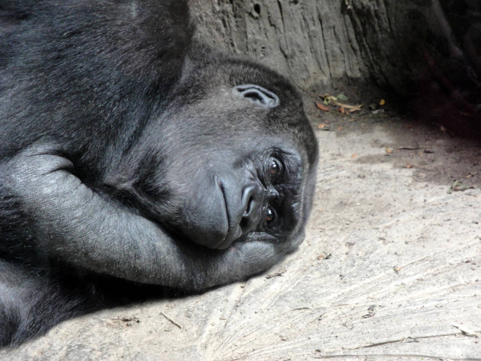 Congo Gorilla Forest - Gorilla