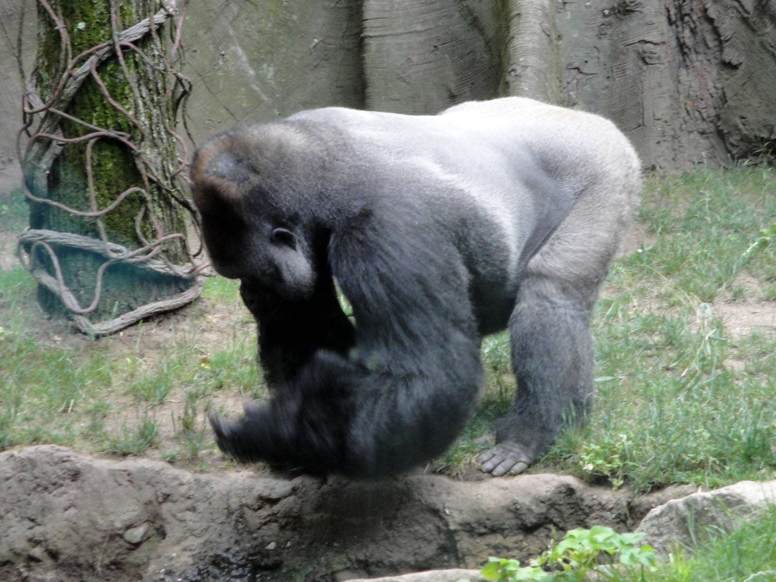 Congo Gorilla Forest - Gorilla
