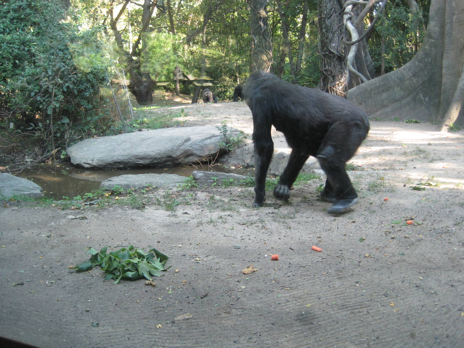 Congo Gorilla Forest- Gorillas Foraging