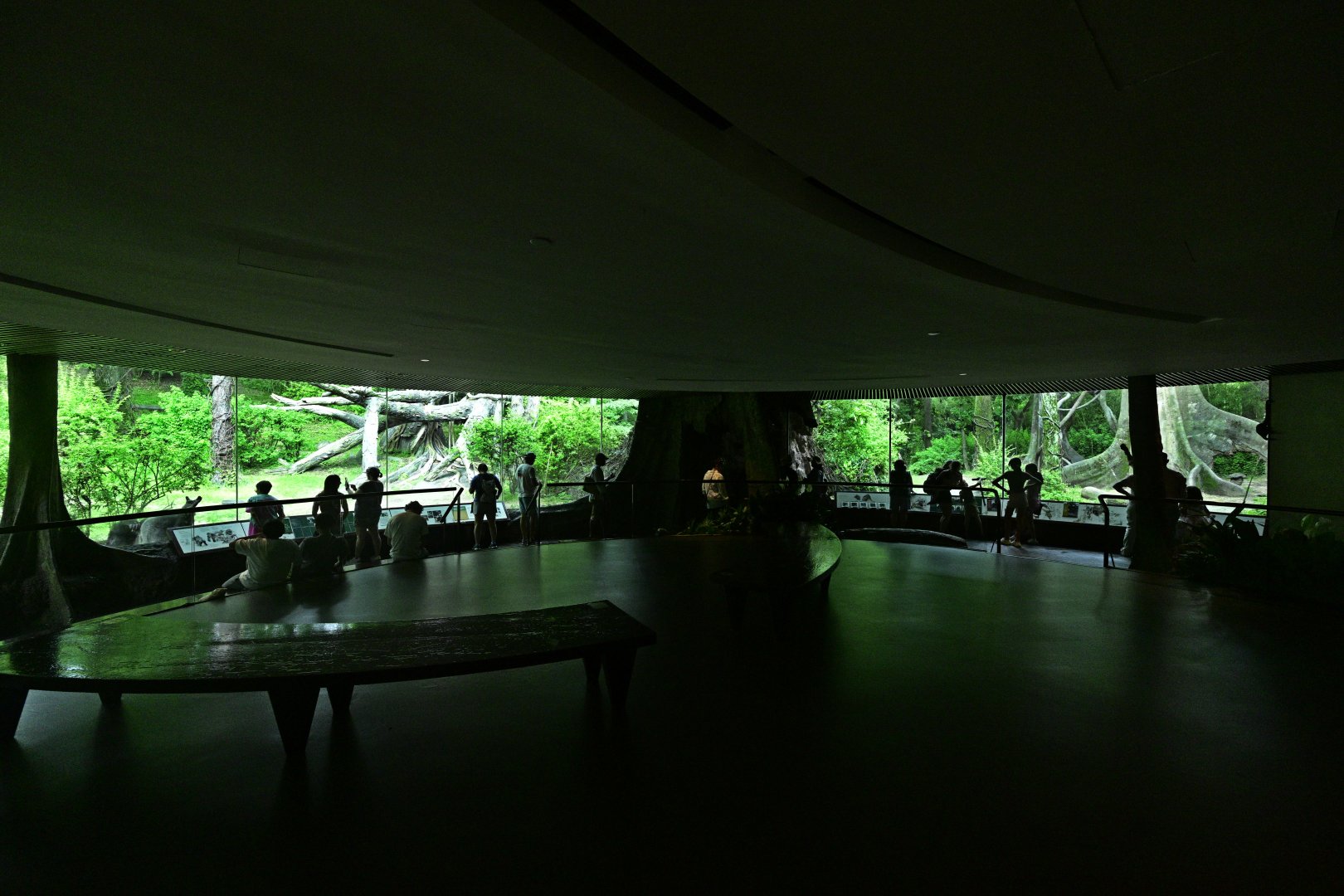 Congo Gorilla Forest - Great Apes Gallery