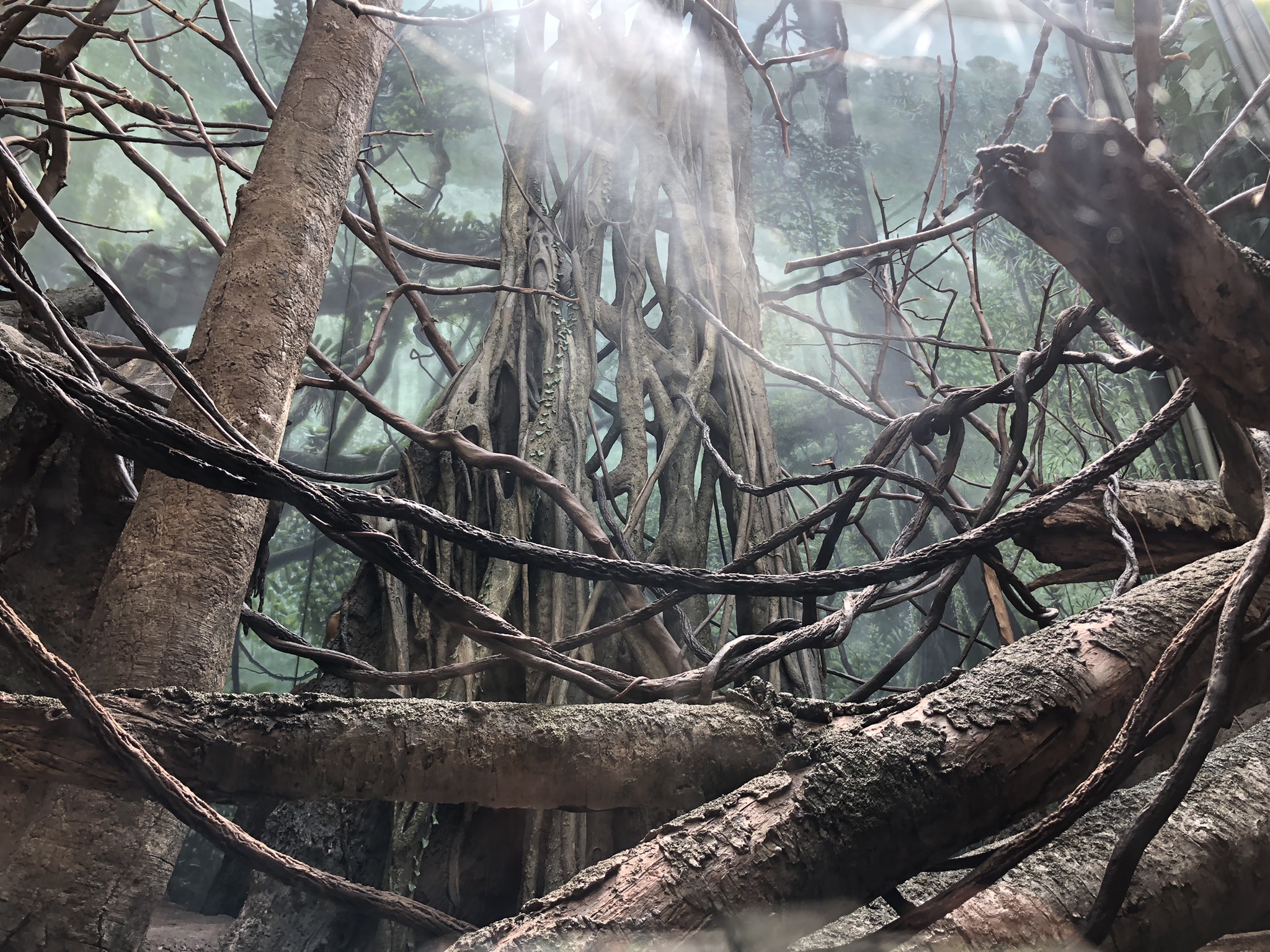 Congo Gorilla Forest, Guenon exhibit