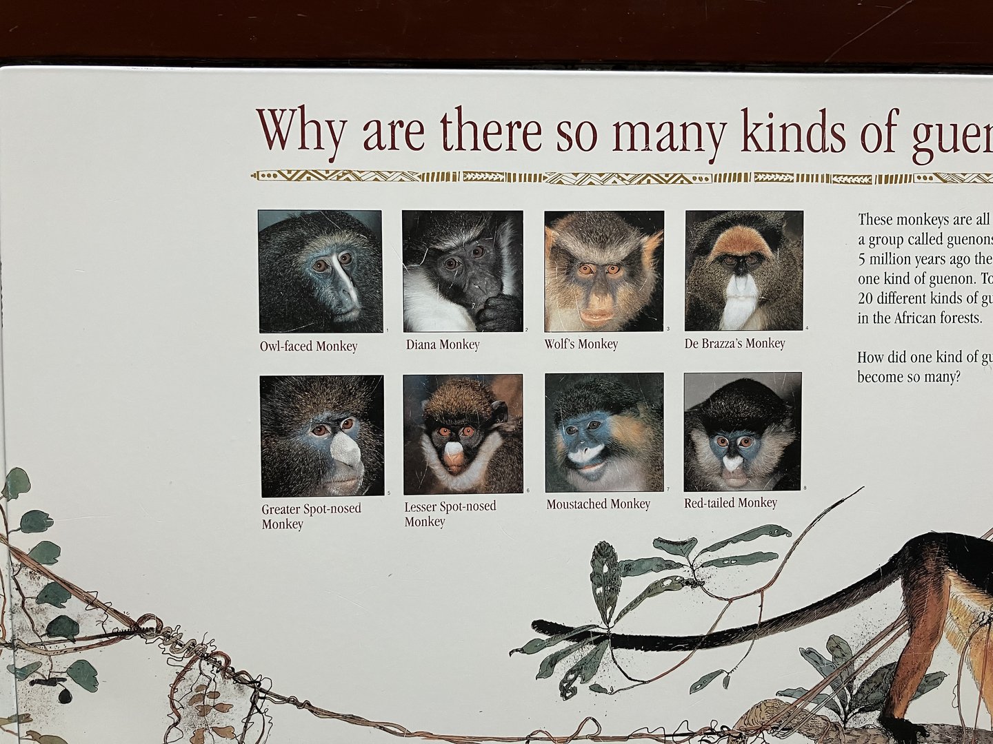 Congo Gorilla Forest - Guenon Signage